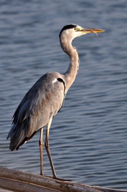 Great Grey Heron stading on floating bamboo