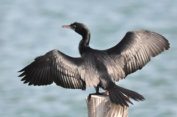 Little Cormorant at The Laem Phak Bia