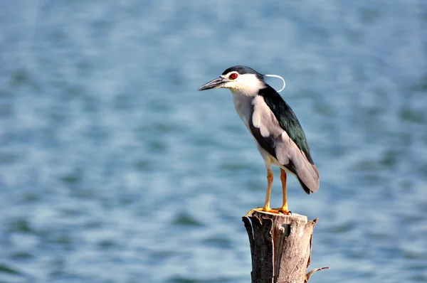 Siyah taçlı Gece Balıkçıl (nycticorax nycticorax) 