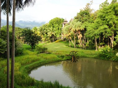 rice field with bamboo water wheel ,Thailand