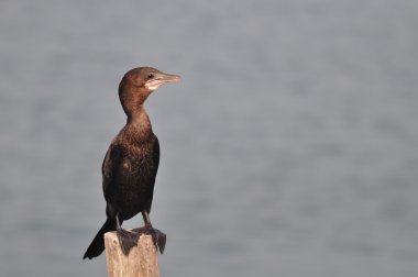 Little Cormorant (Phalacrocorax niger)