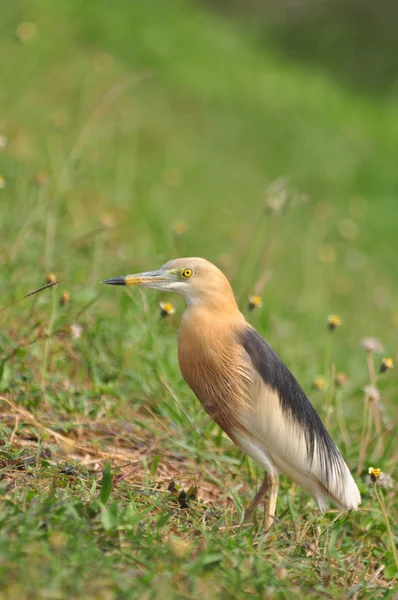 Chinese Pond Heron (Ardeola bacchus) — Stock fotografie