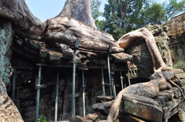 dev ağaç kaplama taşlar ta angkor wat Tapınağı prohm,