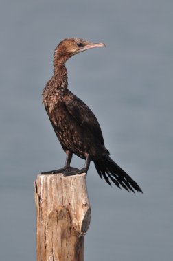 Little Cormorant (Phalacrocorax niger)