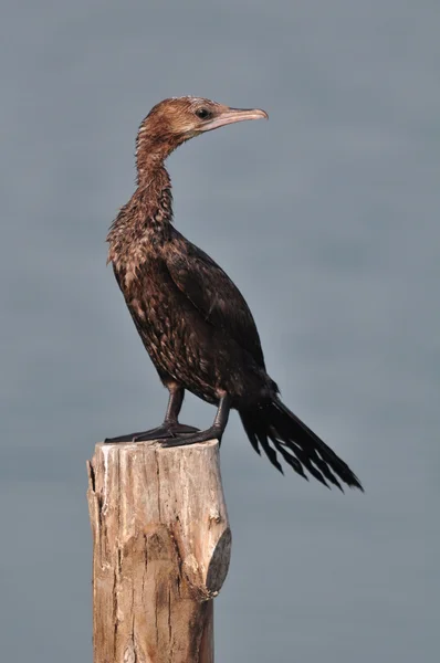 Little Cormorant (Phalacrocorax niger) — Stockfoto