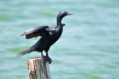 Laem Goa BIA çevre çalışma ve De küçük karabatak