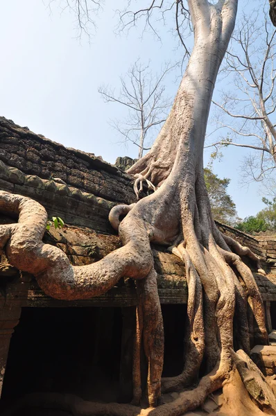 Giant δέντρο καλύπτοντας τις πέτρες του ta prohm ναό στο angkor wat — Φωτογραφία Αρχείου