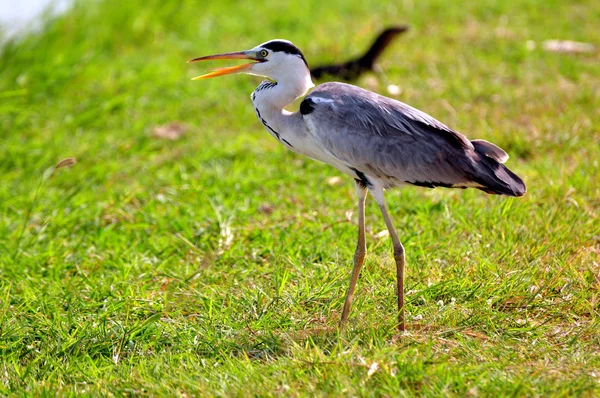 Volavka šedá (Ardea cinerea) — Stock fotografie