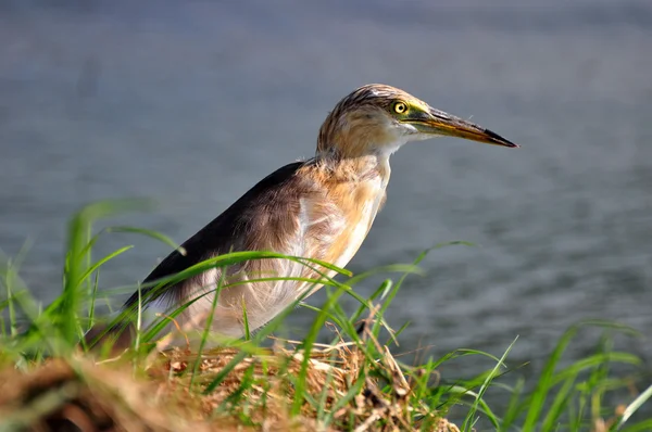 Pássaro na natureza (Chinese Pond Heron ) — Fotografia de Stock