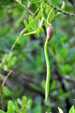 meyve veya tohum ile stilted mangrov (rhizophora stylosa)