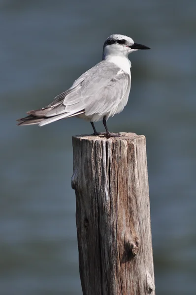 Witwangstern (Chlidonias hybrida) permanent op post, Thailand — Stockfoto