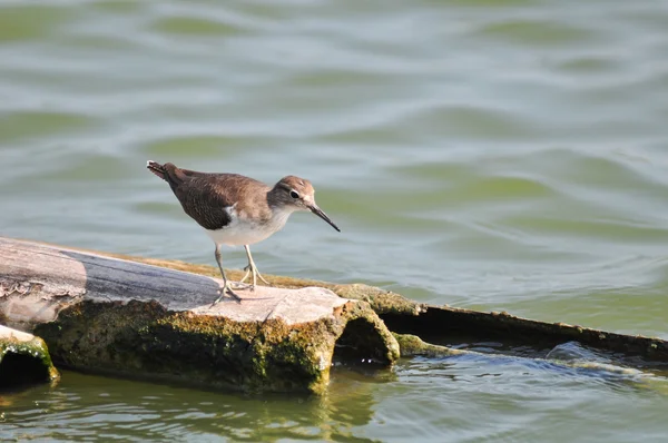 Red-necked Stint, Tailandia — Foto de Stock