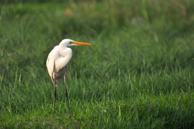 Büyük beyaz ak balıkçıl yerde duruyor