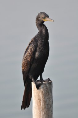 Laem Goa BIA çevre eğitim ve geliştirme projesi yayında büyük bir karabatak