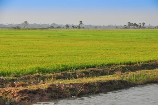 Rice field on the way back from Tonele Sap Lake — Stock Photo, Image