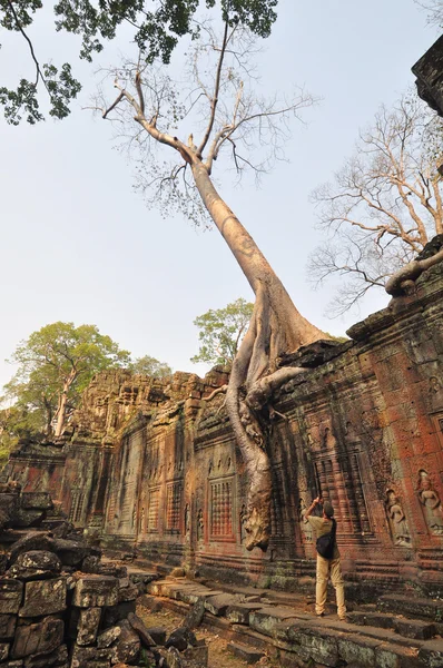 巨大的榕树在柏汗在柬埔寨暹粒 — 图库照片