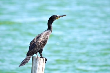Laem Goa BIA çevre Stu, yayında büyük bir karabatak
