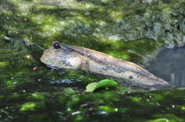 Грязьовий або амфібійна риба — стокове фото