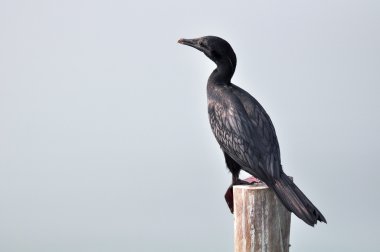 Hint karabatak (Phalacrocorax fuscicollis) 