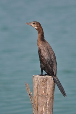 Büyük Karabatak (Phalacrocorax karbo)