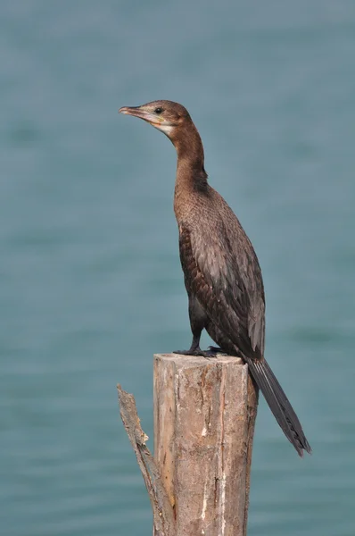 Μεγάλος κορμοράνος (Phalacrocorax carbo) — Φωτογραφία Αρχείου