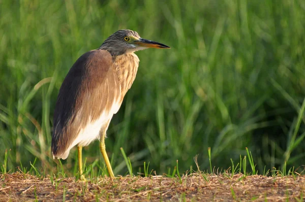 Pássaro na natureza (Chinese Pond Heron ) — Fotografia de Stock