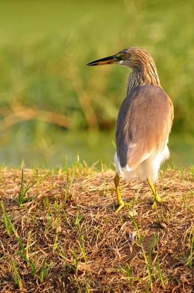 Pássaro na natureza (Chinese Pond Heron), Tailândia — Fotografia de Stock