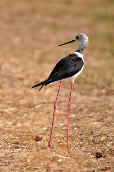Černý pták chůda chodí sám na krmivo — Stock fotografie