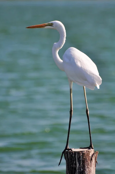 Pequeno Egret (Egretta garzetta) — Fotografia de Stock