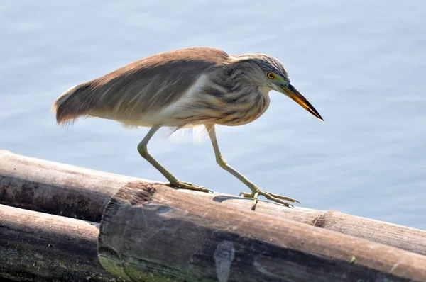 (Çin Pond Heron doğada kuş) 