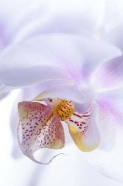 Orkide çiçek 