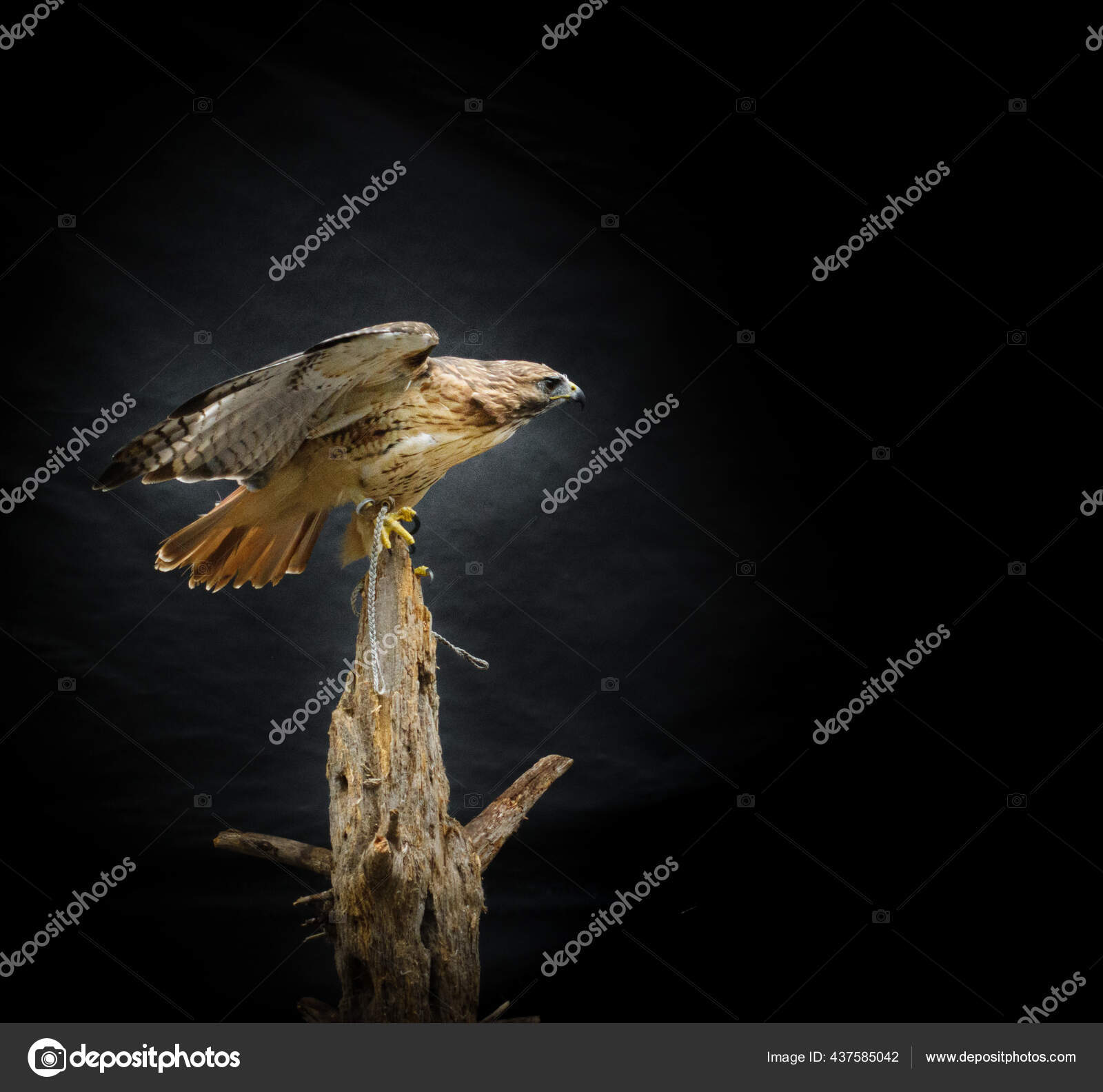 黑色背景的老树干上的铁皮鹰鸟肖像侧视图——图库图片© Bruno135 #437585042