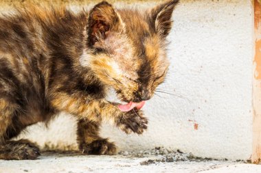 Pençesini temizleyen kahverengi kedi yavrusuna yakın çekim