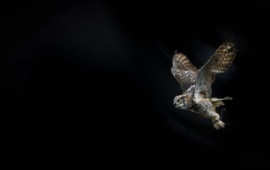 Kara arkaplana karşı kanatlarını açarak uçan yırtıcı şahin kuşunun görüntüsü