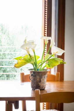 Kalla zambak saksısı yemek masasında