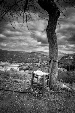 Tek bir ağacın yanındaki boş mola koltuğu görüntüsü