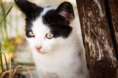 Beyaz kedinin bakışları başka yöne bakıyor.