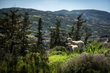 Anne ve genç kuzular tepede yan yana duruyorlar.