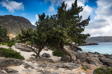 Sahilde kayalarla çevrili ağaçlar.