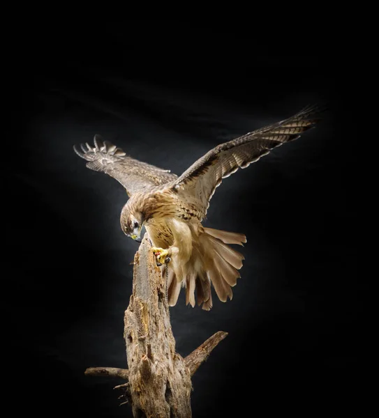 Porträt Eines Eisenhaltigen Falkenvogels Mit Ausgebreiteten Flügeln Baumstamm Vor Dunklem — Stockfoto