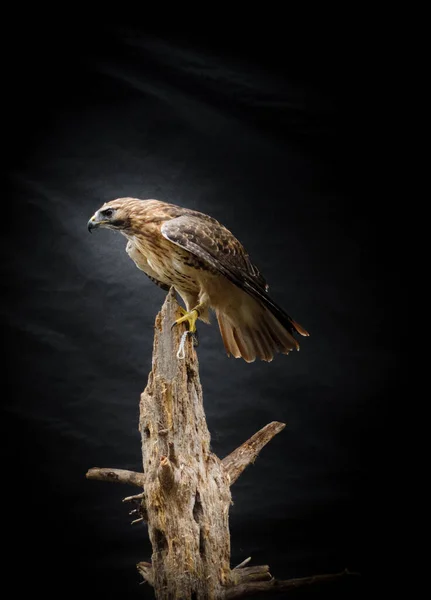 Ritratto Laterale Uccello Falco Ferruginoso Appollaiato Sul Tronco Albero Sullo — Foto Stock