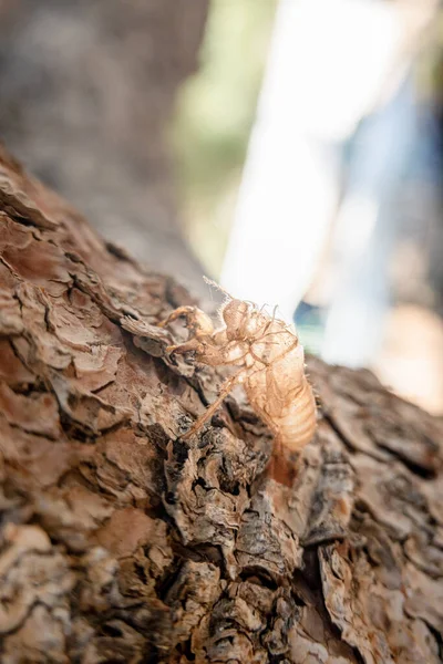 Primer Plano Del Insecto Marrón — Foto de Stock