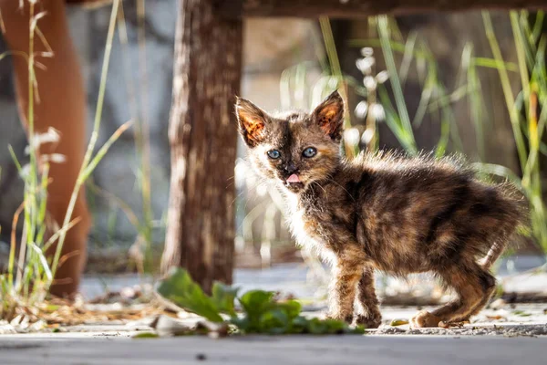 Retrato Gatito Sobresaliendo Lengua Día Soleado — Foto de Stock