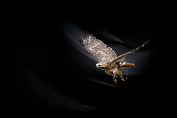 A ferruginous hawk bird in flight outstretching large wings over dark background