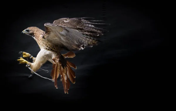 Porträt Eines Landenden Falkenvogels Mit Ausgebreiteten Flügeln Vor Schwarzem Hintergrund — Stockfoto