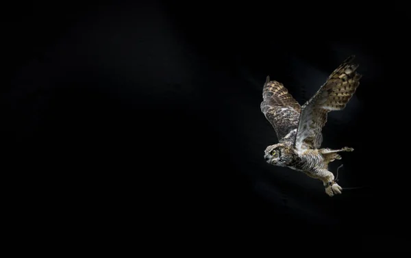 View of ferruginous hawk bird in flight with spread wings against black dark backdrop