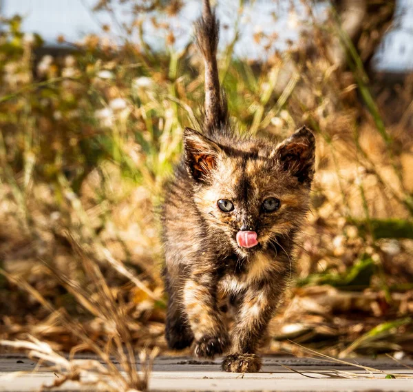 Retrato Gatito Caminando Día Soleado —  Fotos de Stock