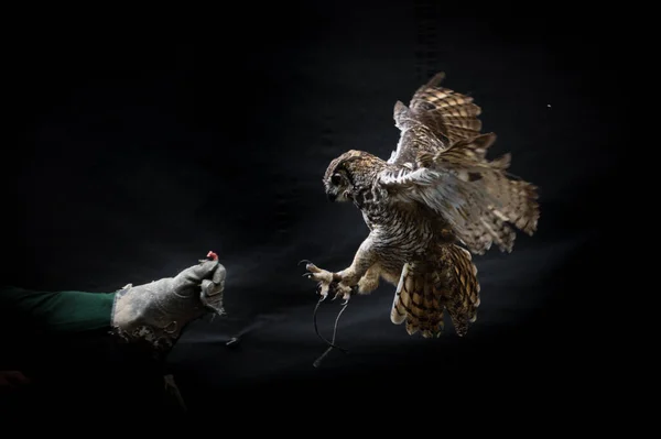 Horned Owl Landing Gloved Hand Trainer Holding Raw Meat Black — Stock Photo, Image