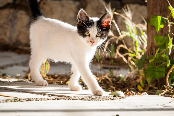 Porträt Eines Weißen Kätzchens Auf Der Straße — Stockfoto