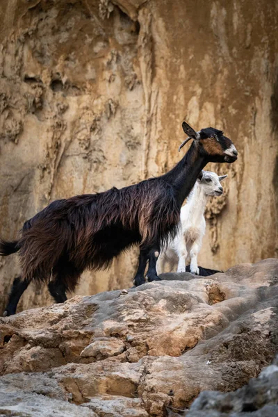 Goat Lamb Standing Cliff — Stock Photo, Image